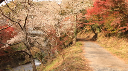 四季桜と紅葉と川