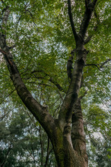 Fototapeta premium Low angle view of a big leafy tree