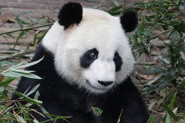 Obraz premium Close up Beautiful face of Giant Panda, Chengdu Base, China