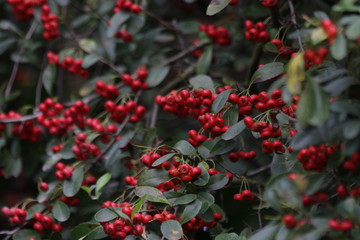 Obraz premium Red Wild Berries