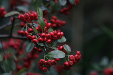 Obraz premium Red Wild Berries