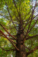 Low angle view of a big leafy tree