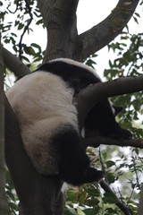 Obraz premium Funny Pose of Sleeping Panda on the Tree, Chengdu, China