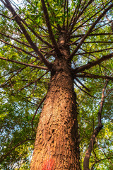 Fototapeta premium Low angle view of a big leafy tree