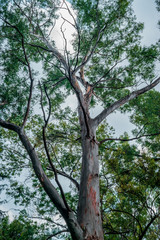 Low angle view of a big leafy tree