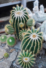 Obraz premium Cactus greenhouse