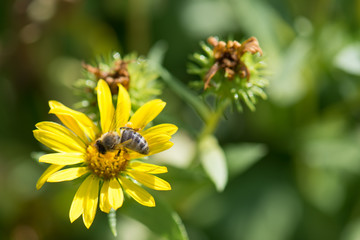 bee on yellow flower