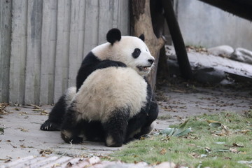 Obraz na płótnie Canvas Precious Moment of Mother Panda and her Cubbie, China