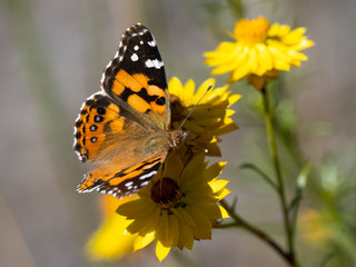 Australian Painted Lady (Vanessa kershawi)