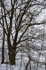 Moody winter scene with bare, leafless tree covered in snow, with frozen lake in background