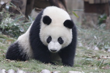 Obraz premium Little Cute Panda , Chengdu Panda Base, china