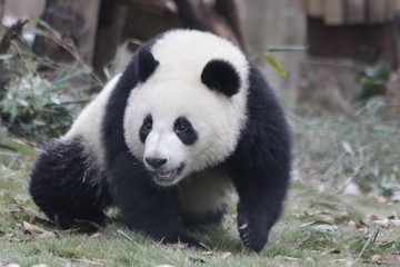 Fototapeta premium Fluffy Face of Panda Cub, Chengdu, China