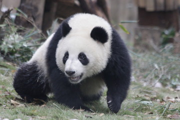 Fototapeta na wymiar Fluffy Face of Panda Cub, Chengdu, China