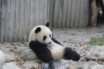 Little  Cute Panda , Chengdu Panda Base, china