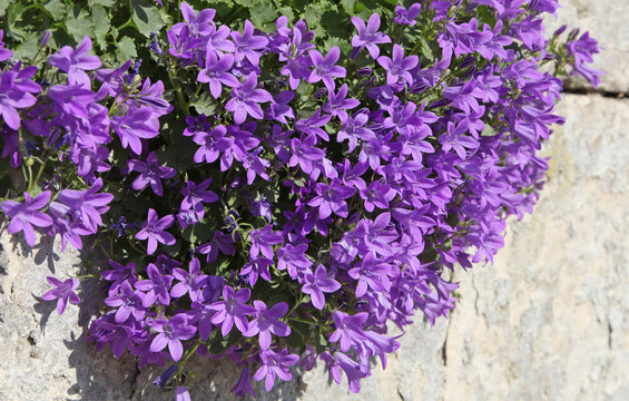Campanule muralis