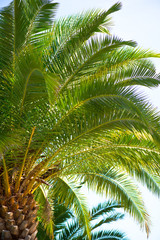 Fototapeta premium palm leaves on background of blue sky