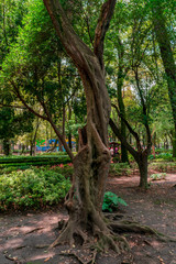 Tree crust and roots in a public park