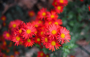 Chrysanthemums