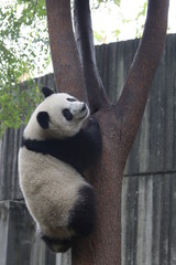 Naklejka premium Little Panda Cub on the Tree, China