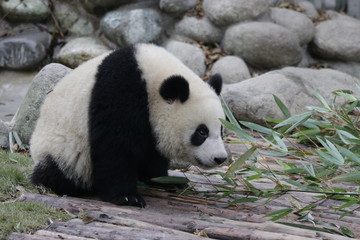 Fototapeta premium Little Panda Cub on the Tree, China