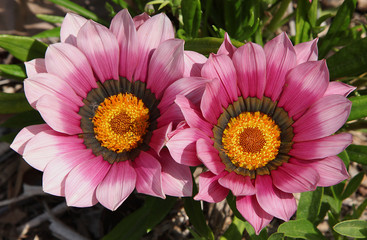 Obraz premium Gazania