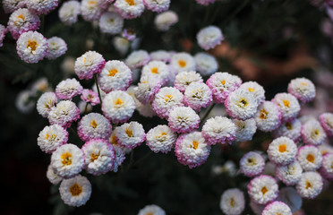 Chrysanthemums in the Nikitsky Botanical Garden, Crimea. flowers chrysanthemum, chrysanthemums in autumn, chrysanthemums annuals.