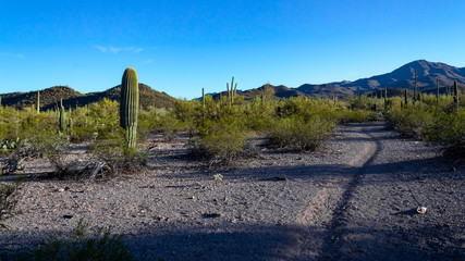 Sonoran Desert landscape with blue sky, green cactus, bushes and trees with mountains in the background. A hiking and riding trail in Saguaro National Park West. Pima County, Tucson, Arizona, USA.