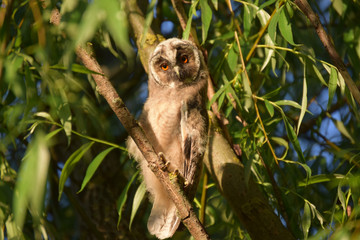 The eared owl (Asio otus) is a bird from the owl family. Differs large ear bundles consisting of 6 feathers. Nesting area: Europe and North Asia; winters - in northern Africa.