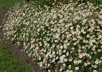 Erigeron karvinskianus