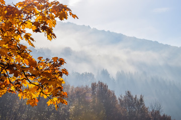 Autumn landscape with orange leaves and misty forest hills in background