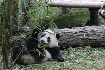 Obraz na płótnie Canvas Funny Panda eating Bamboo Leaves on the Playground, Chengdu, China