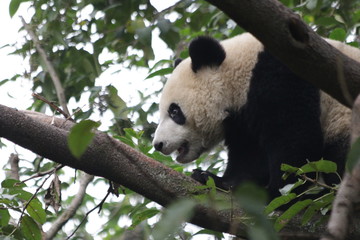 Little Panda Cub on the Tree, China