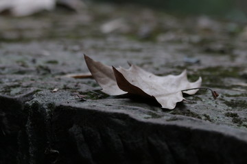 Dried Maple Leaf on the Ground, Fall Season
