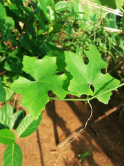 Coccinia grandis Plant