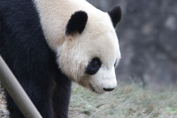 Obraz premium Close up Famous Panda name Tai Shan, USA Born