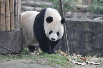 Obraz na płótnie Canvas Close up Famous Panda name Tai Shan, USA Born