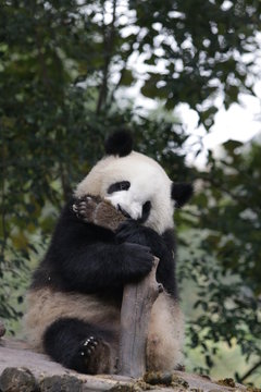 Panda is Licking his Paw