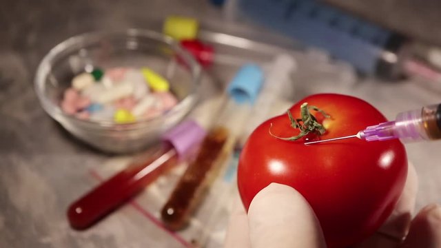 Chemist injecting tomato with pesticides to save market quality of product, gmo