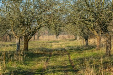 Fototapeta na wymiar Orchard with apple and walnut trees, track in the middle of rows of trees, green and dry brown grass, shadows on ground, sunny autumn day, blue sky