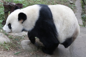 3 Legs Panda in China