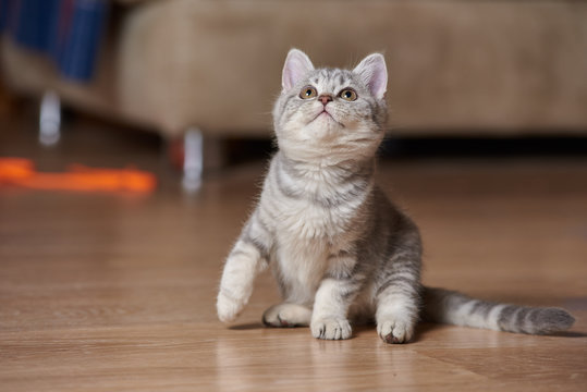 Portrait of cute little grey scottish straight kitten at home.