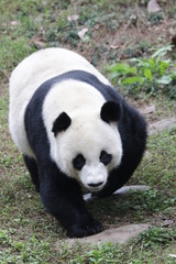 Obraz na płótnie Canvas Three Legs Panda name Dai-Li, China