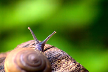 Snail in beautiful helix walking on old wood texture with green background