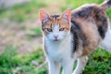 Fototapeta premium Close-up of a stray cat walking in the garden