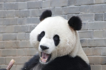 Panda is Sending a Sweet Smile, China © foreverhappy