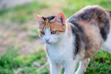 Naklejka na ściany i meble Close-up of a stray cat walking in the garden