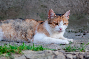 Naklejka na ściany i meble Close-up of a stray cat resting on the ground