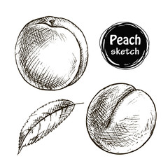 Peach sketch
