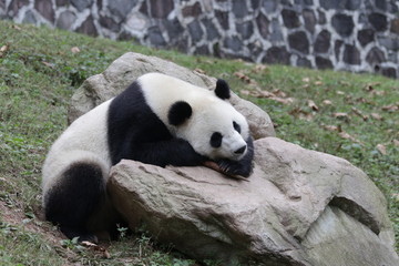 Obraz na płótnie Canvas Sleeping Panda in Dujiangyan name Qing Qing, China