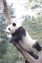 Playful Panda on the Tree, China